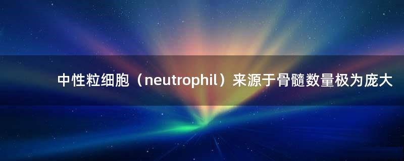 中性粒细胞（neutrophil）来源于骨髓 数量极为庞大
